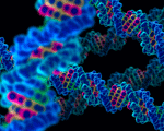  DNA strands